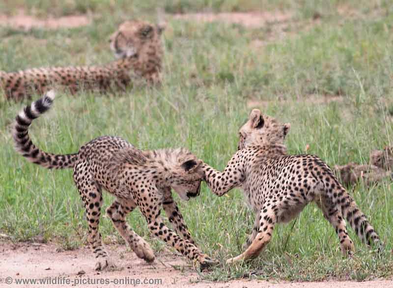 cheetah-cubs-practise-hunting-skills