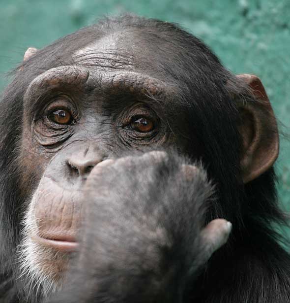  http://www.wildlife-pictures-online.com/image-files/chimpanzee_nzg-3230-b.jpg 