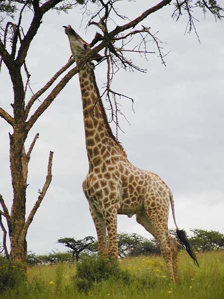 giraffe_tgr-0052m.jpg
