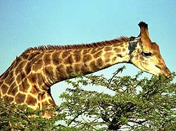 Info On Giraffes