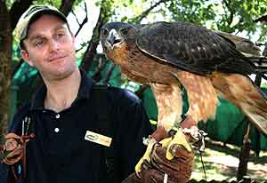 african hawk eagle