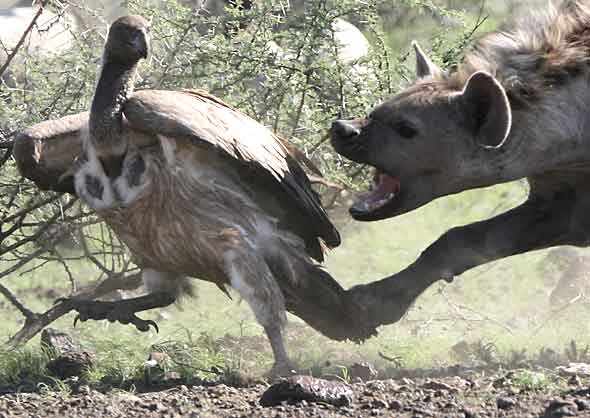 http://www.wildlife-pictures-online.com/image-files/hyena_rctb-8445a.jpg