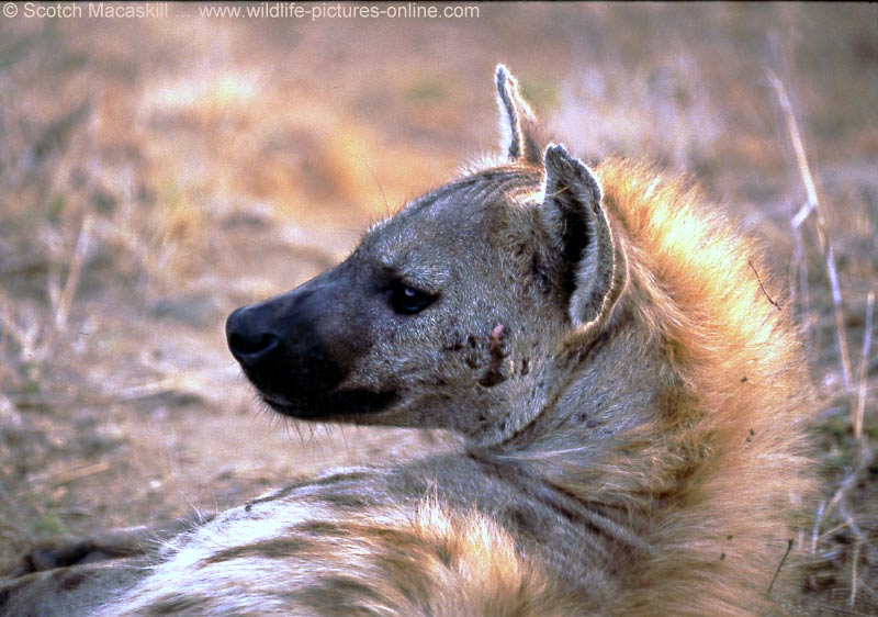 hyenakp01.jpg