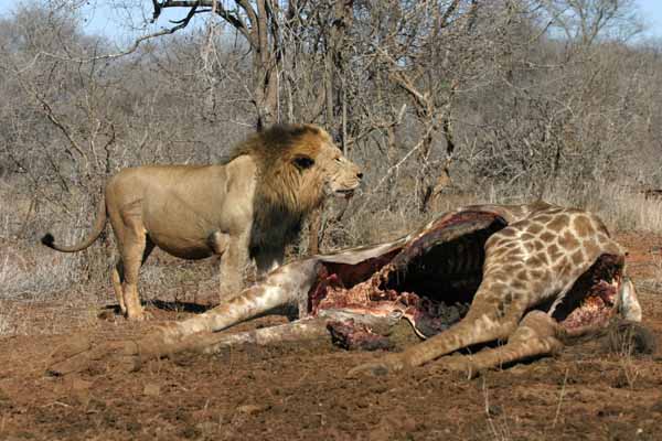 Giraffe Kills Lion