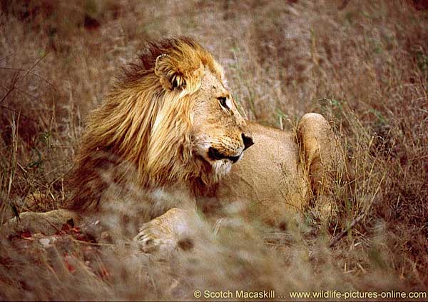 Lion male lying down, Kruger Park, South Africa