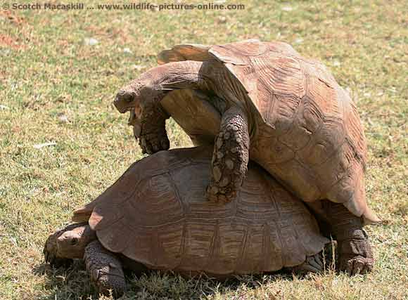 [Image: tortoise_mating_sdnr-0310.jpg]