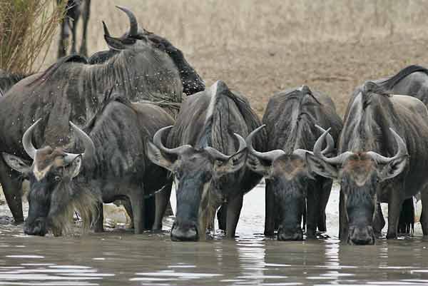 [Image: wildebeest-snp-a5478g.jpg]