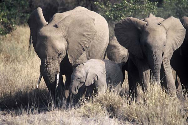 Elephant herd in defensive formation