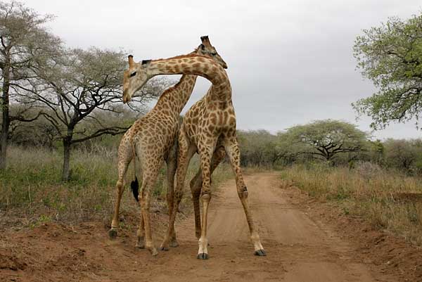 Giraffe males sparring