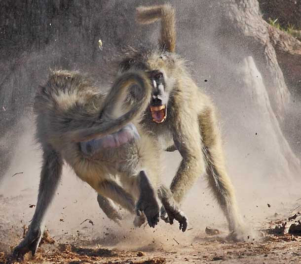 Baboon Skirmishes and Chases