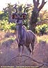 Kudu bull, Kruger Park, South Africa