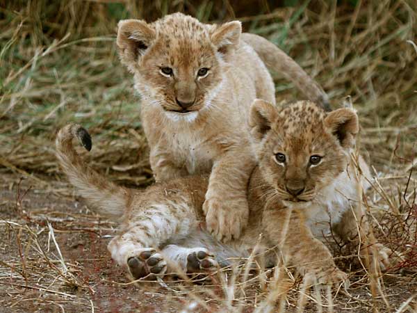 Cute Baby Lion Cubs at Play, Mashatu Game Reserve, Botswana