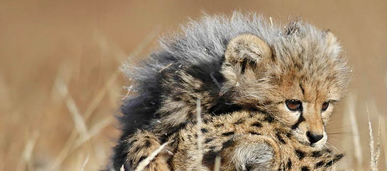 Baby cheetah cub clambering on mother's head, Mashatu Game Reserve, Botswana