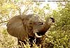 Picture of elephant plucking leaves, Kruger Park, South Africa