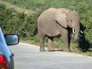 Elephant in road, Addo Elephant park