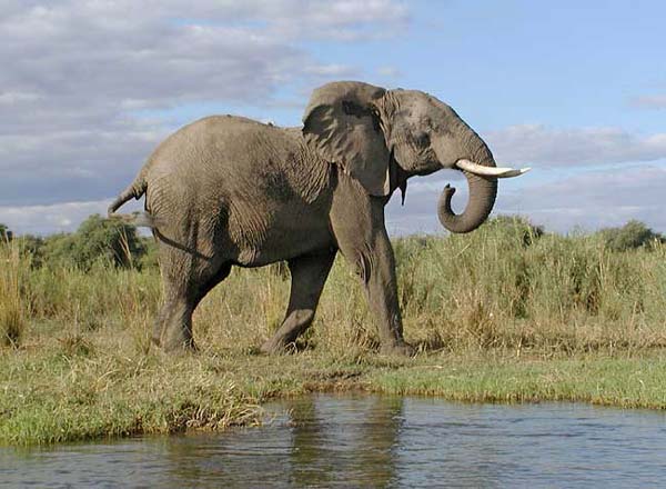 OC] An Elephant posing for me in Masai Mara, Kenya. : r/pics