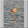 Greater Flamingo