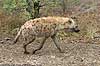 Spotted hyena taking a walk