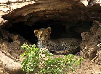 Leopard, Description, Habitat, & Facts