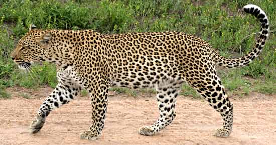 https://www.wildlife-pictures-online.com/image-files/leopard_ep-2483.jpg