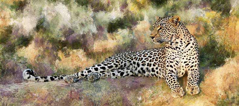 Leopard relaxing on hillock, Sabi Sand Game Reserve, South Africa