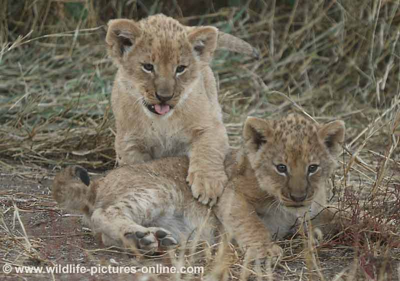 Lion Cubs at Play