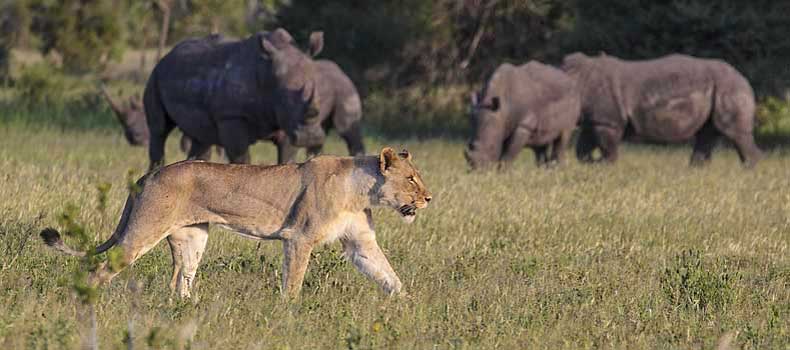 Lioness walking past rhino group, Kruger National Park, South Africa