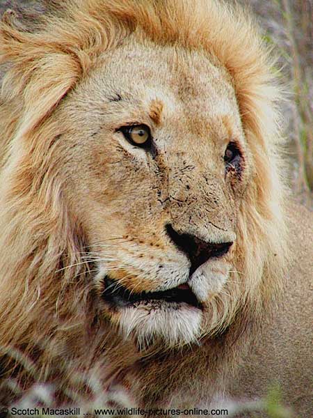 Close-up of male lion with injured eye