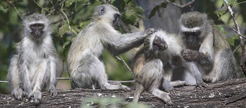 Vervet monkeys enjoying grooming session, Mashatu Game Reserve, Botswana