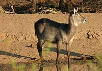 Waterbuck female