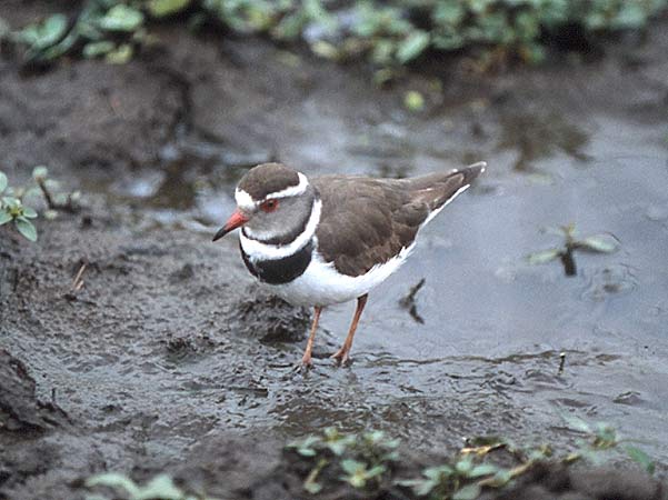 Photo of Threebanded Plover