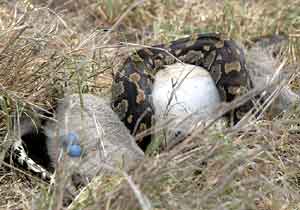 African Rock Python