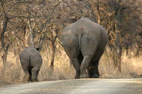 Rhino mother and calf