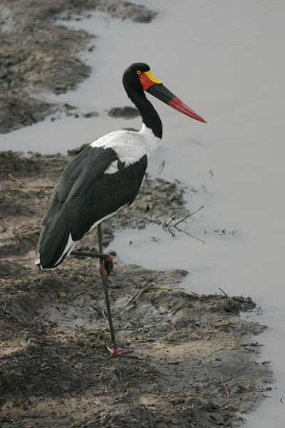 Saddlebilled Stork