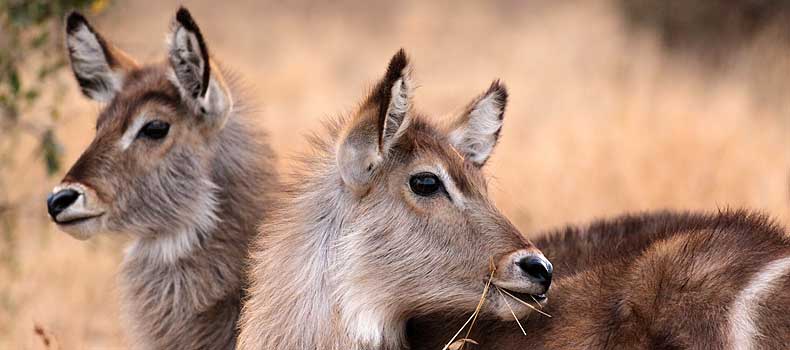 Pair of waterbuck females, Kruger National Park, South Africa