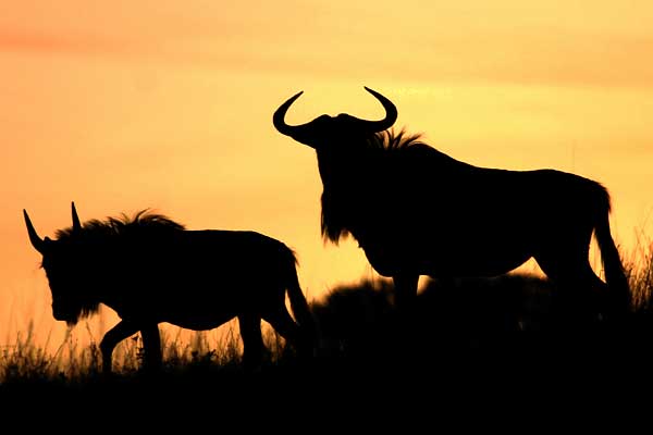 Wildebeest pair in silhouette at sunset