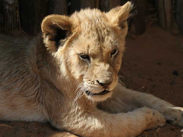 Baby lion cub relaxing, Sondela Wildlife Centre, South Africa