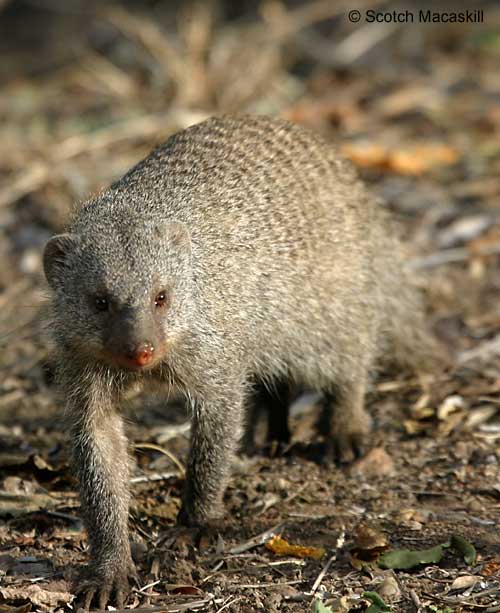 Banded Mongoose