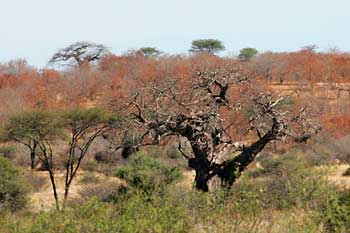 Winter colors in Ruaha National Park, Tanzania