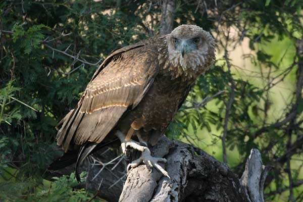 Bateleur eagle