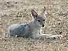 black-backed jackal pup lying down