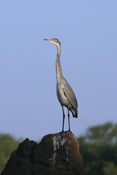 Blackheaded Heron, immature