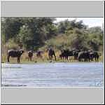 Buffalo herd