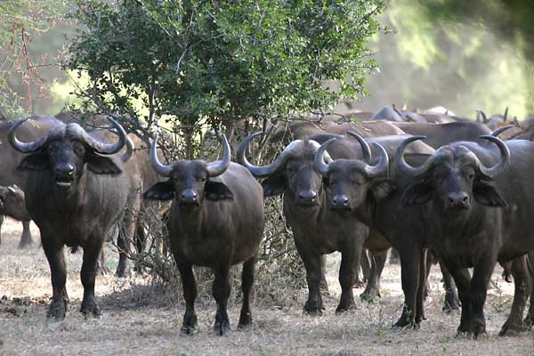 Buffalo herd