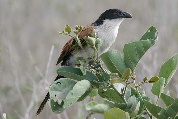 Burchell's Coucal