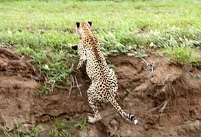 Cheetah bounds up river bank