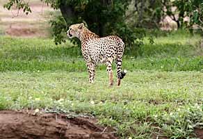 Cheetah standing