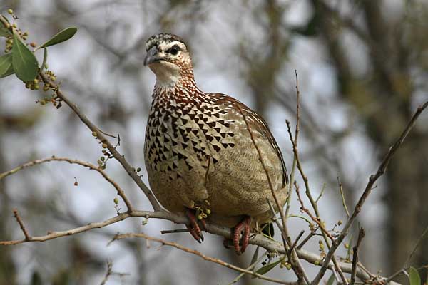 Crested Francolin