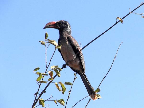 Crowned Hornbill