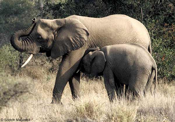 Elephant calf suckling